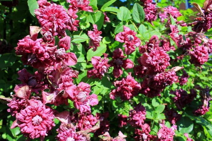 Purpurea Plena Elegans