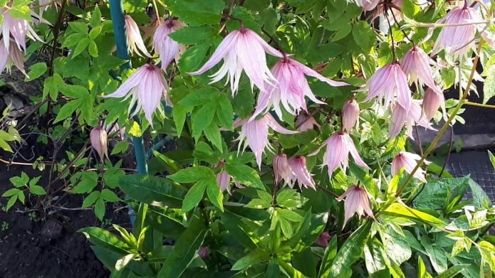Knyazhik Markhams Pink