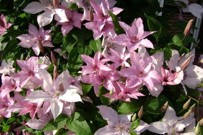 Hegley Hybrid
