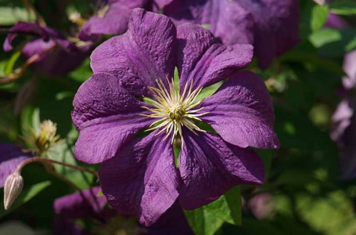 Étoile Violette