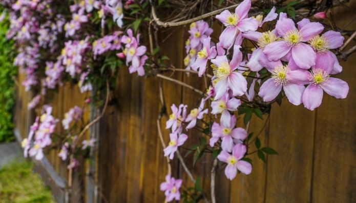 climbing clematis