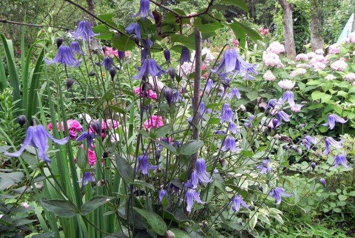 clématite lilas