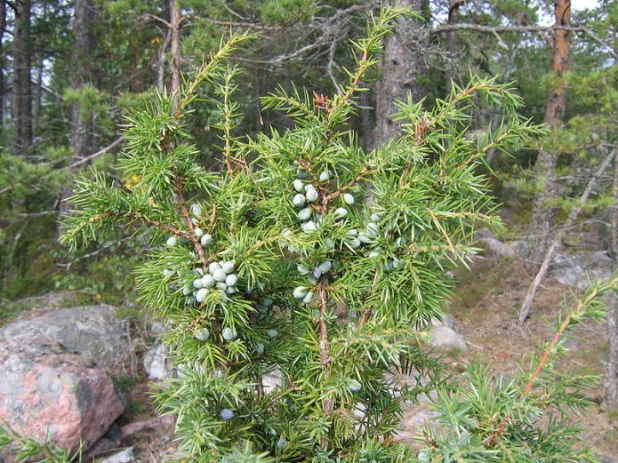 Bruyère
