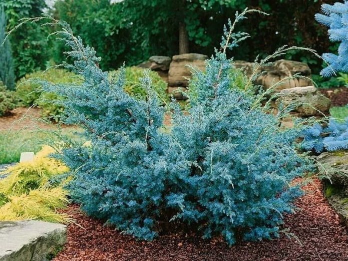 juniper chinensis
