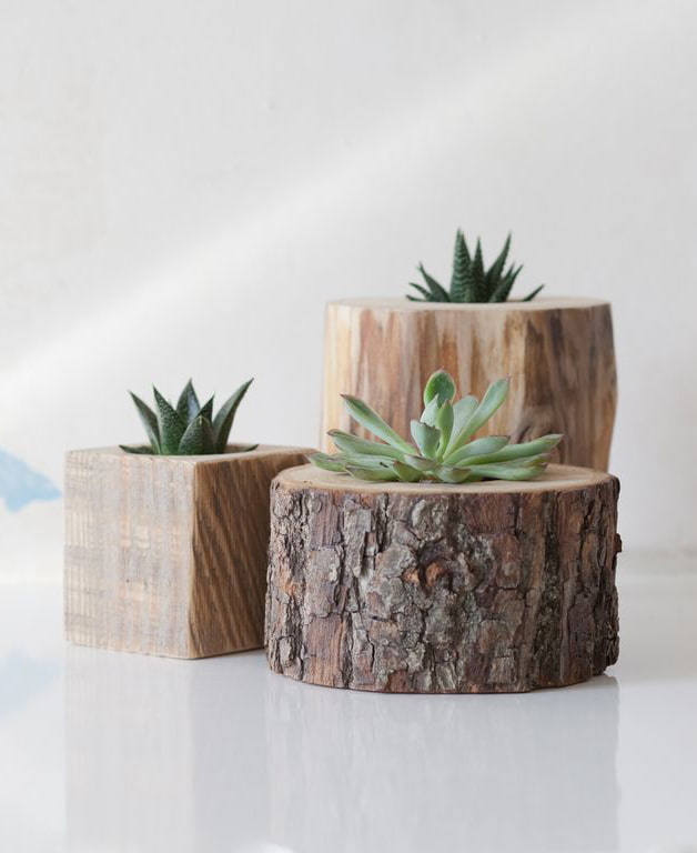 Jardinières pour plantes grasses