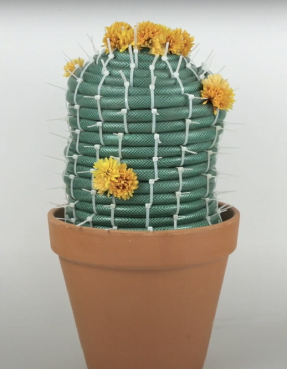 cactus d'un tuyau