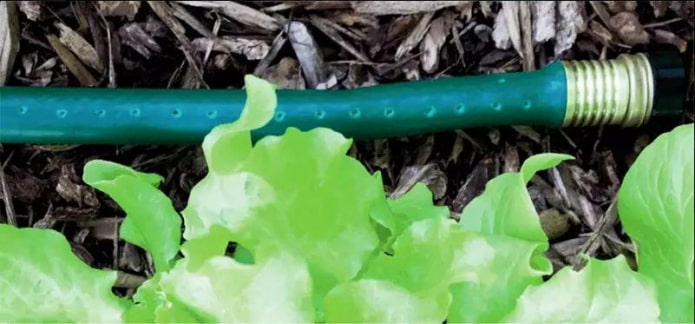irrigation goutte à goutte