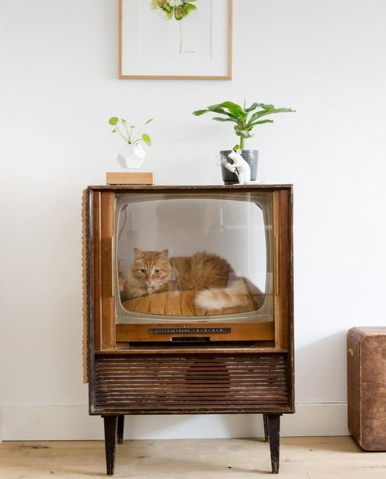 Chat dans la télé