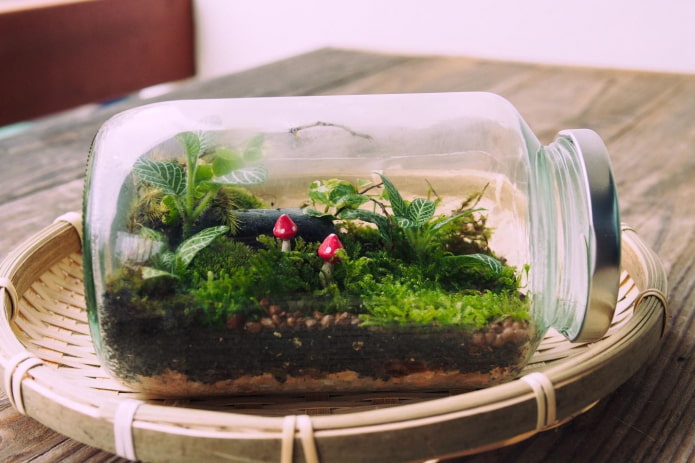 florarium