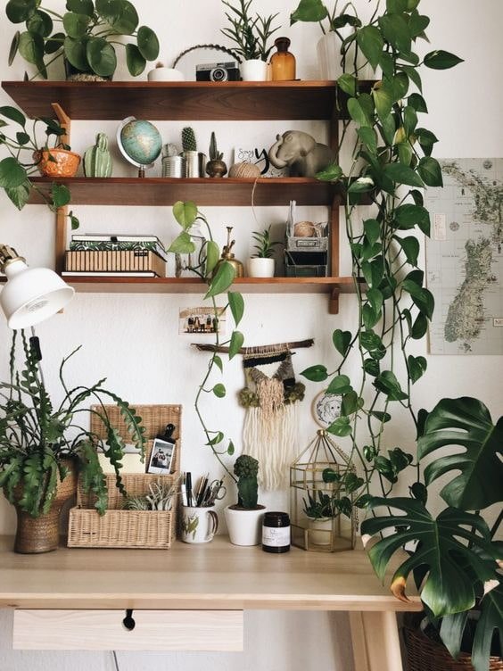 Plantes