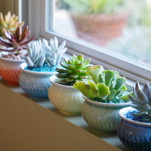 Les types de succulentes les plus populaires - 1