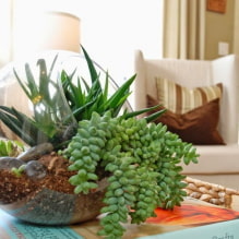 Les types de succulentes les plus populaires - 2