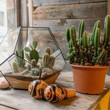 Les succulentes les plus populaires - 4