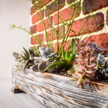 Les succulentes les plus populaires - 5