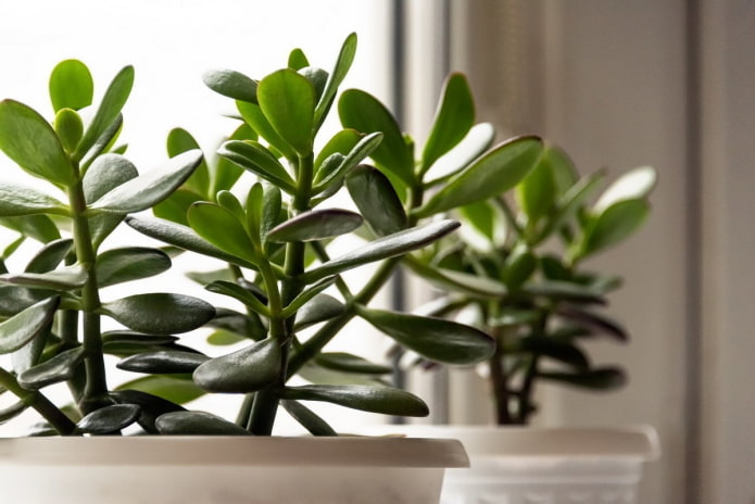 crassula ovata