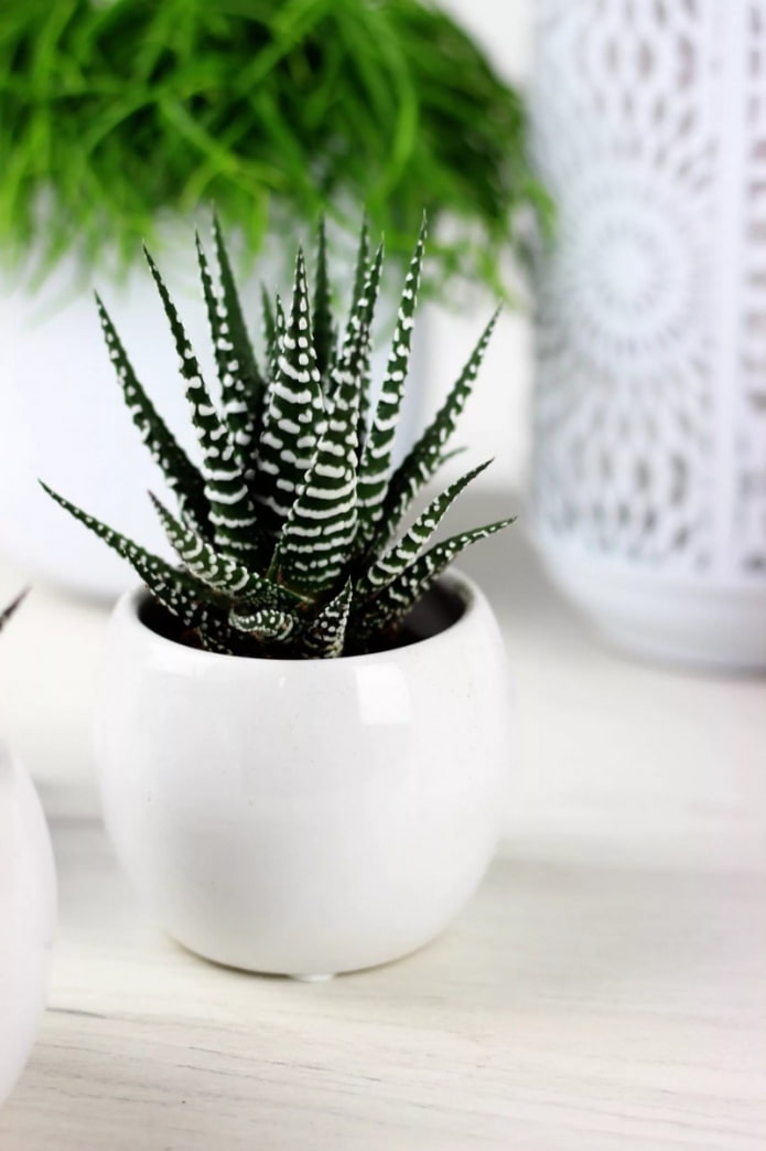haworthia