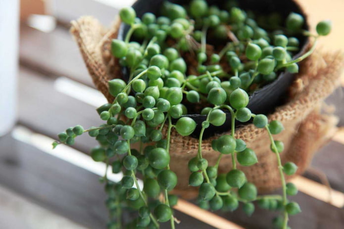 Senecio rowleyani