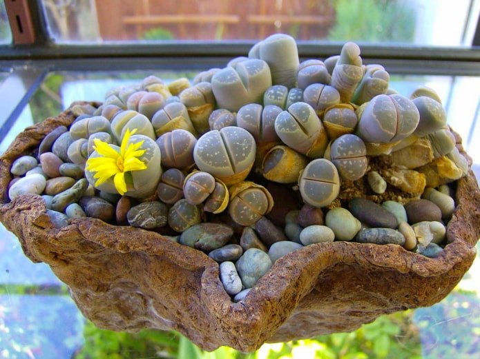lithops