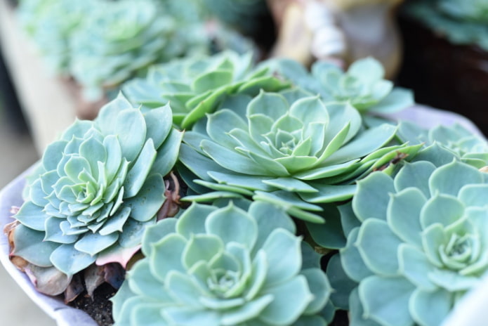 echeveria en pot