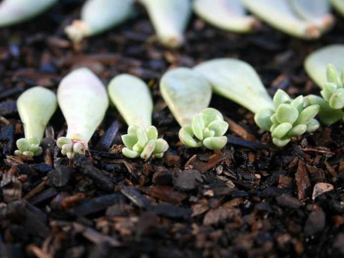 Propagation d'Echeveria