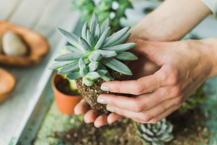 replanter une succulente