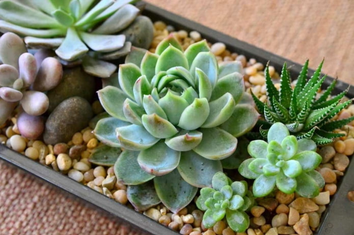 Composition d'echeveria