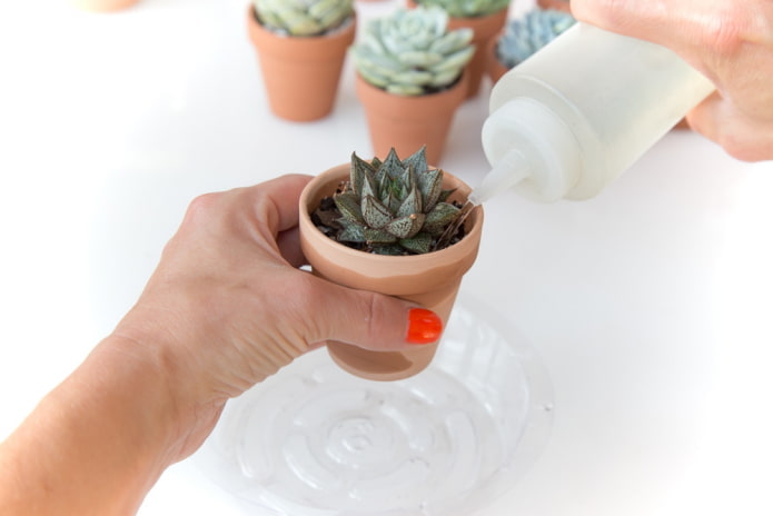 arrosage des plantes succulentes
