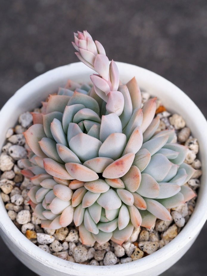 succulent in a pot