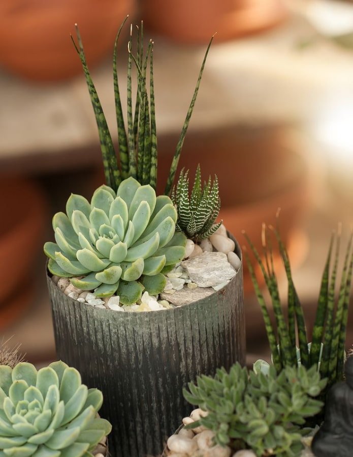 Différentes plantes succulentes dans un même pot