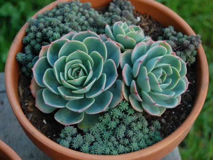 Une combinaison de deux types de plantes