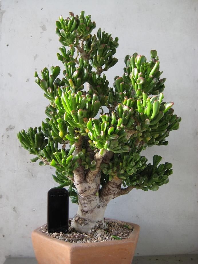 adult crassula hobbit