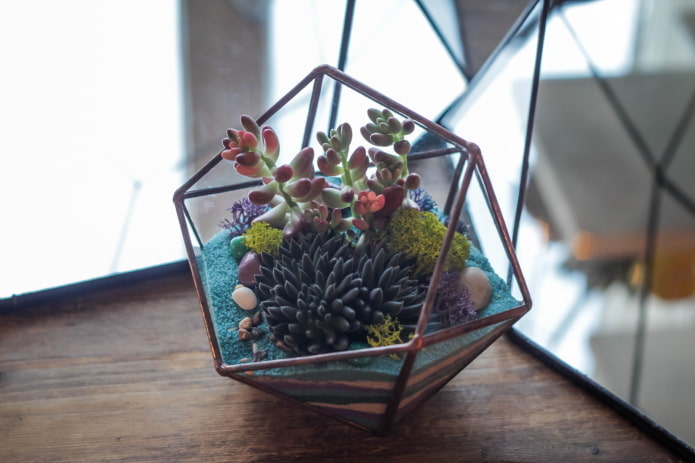florarium de plantes grasses
