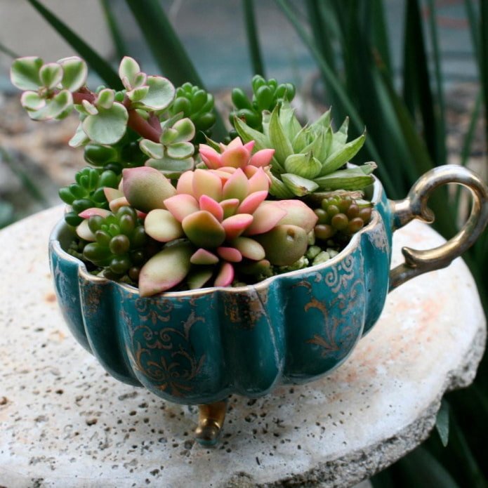 plantes grasses dans une tasse