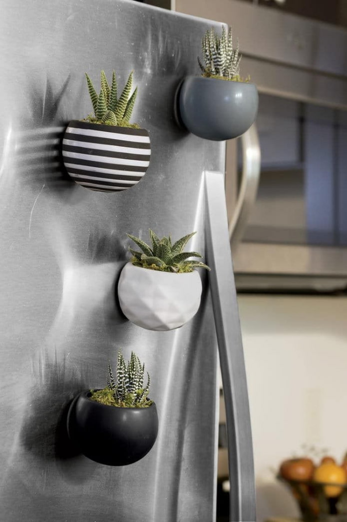 plantes succulentes sur le réfrigérateur