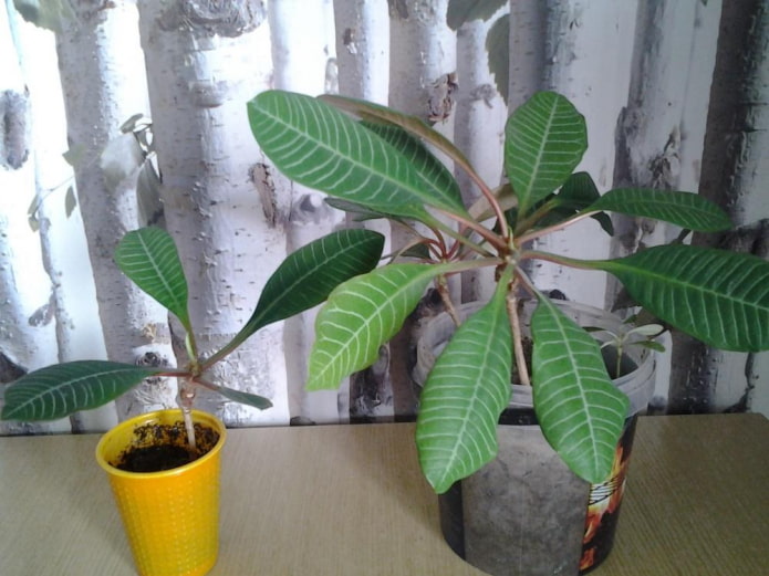 euphorbia