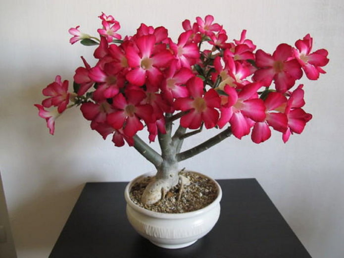 adénium à fleurs