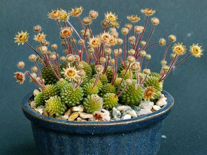 Monantes