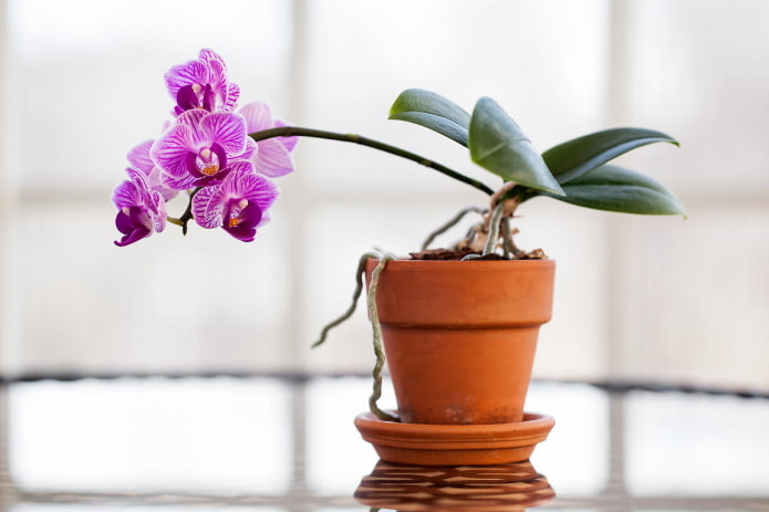 Orchidée pour l'ombre