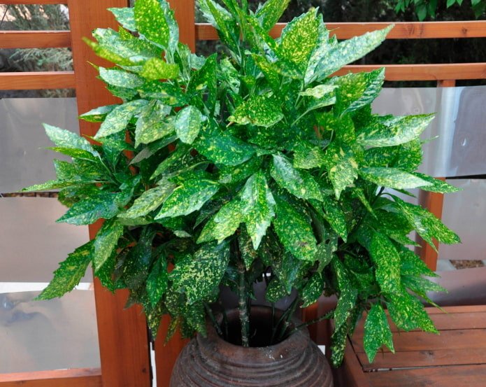 plantes caduques aimant l'ombre
