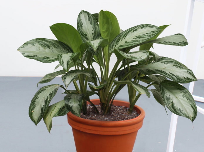 comment cultiver l'aglaonema