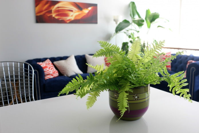 où planter une fougère