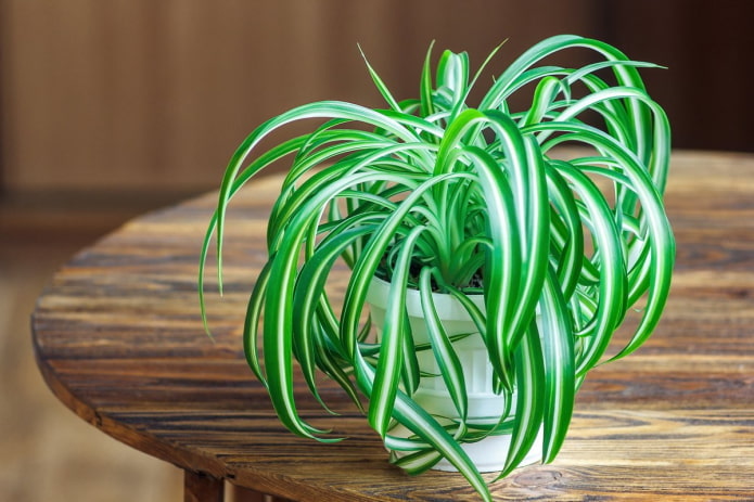 chlorophytum for home