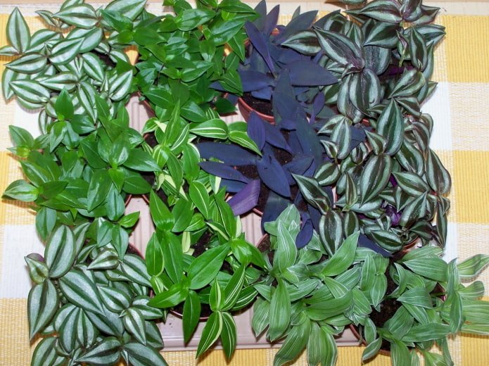 tradescantia species