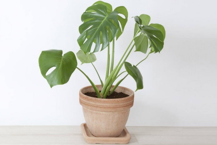 où placer un monstera