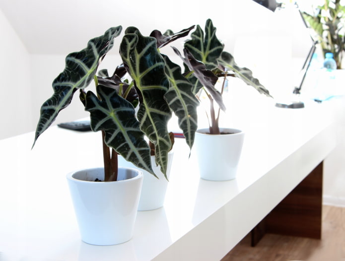alocasia dans un pot