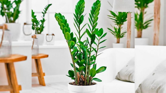 zamioculcas how to grow