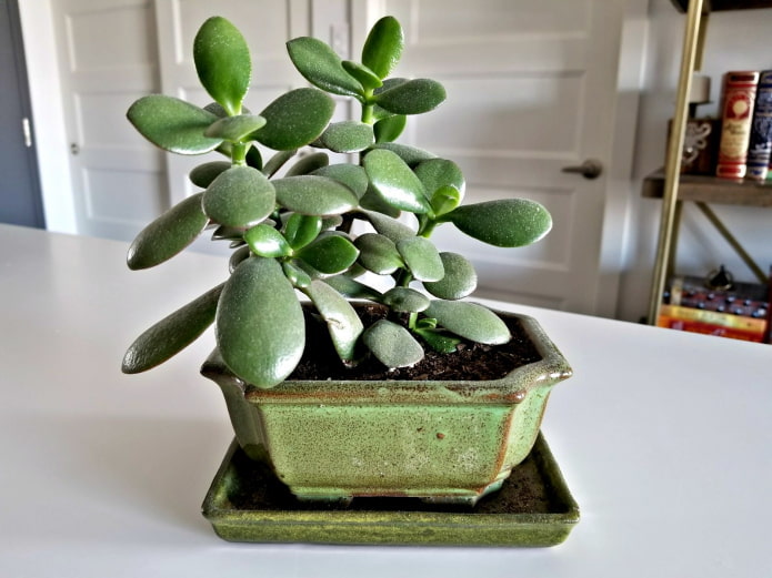 Femme grasse dans un pot bas