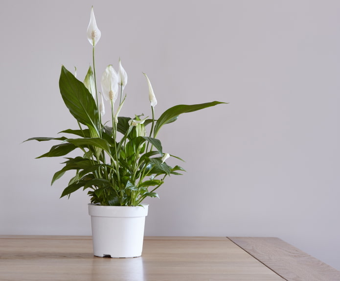 comment fleurit le spathiphyllum