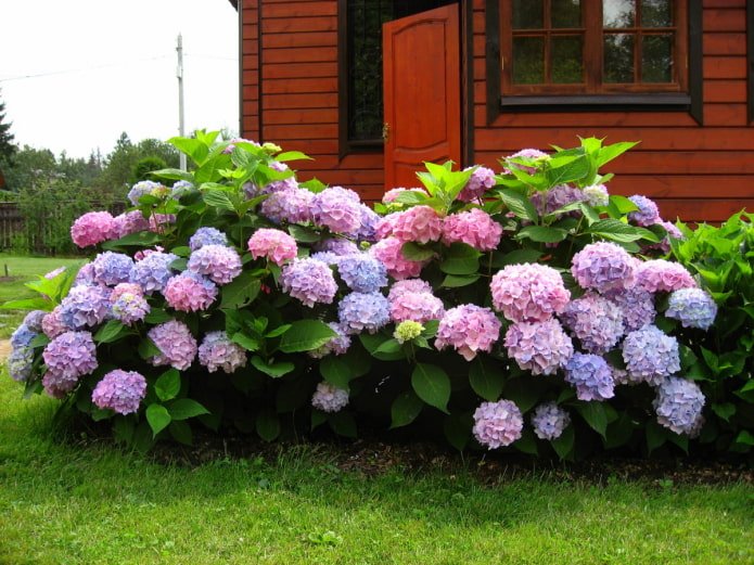 deux buissons d'hortensias