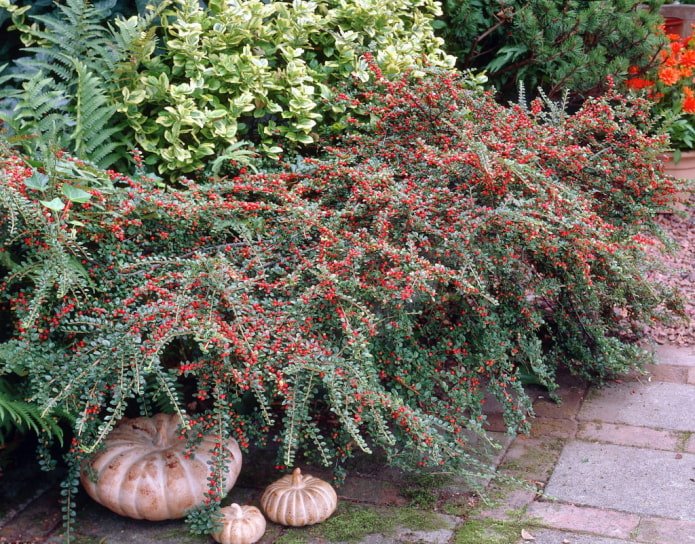 cotoneaster avec baies